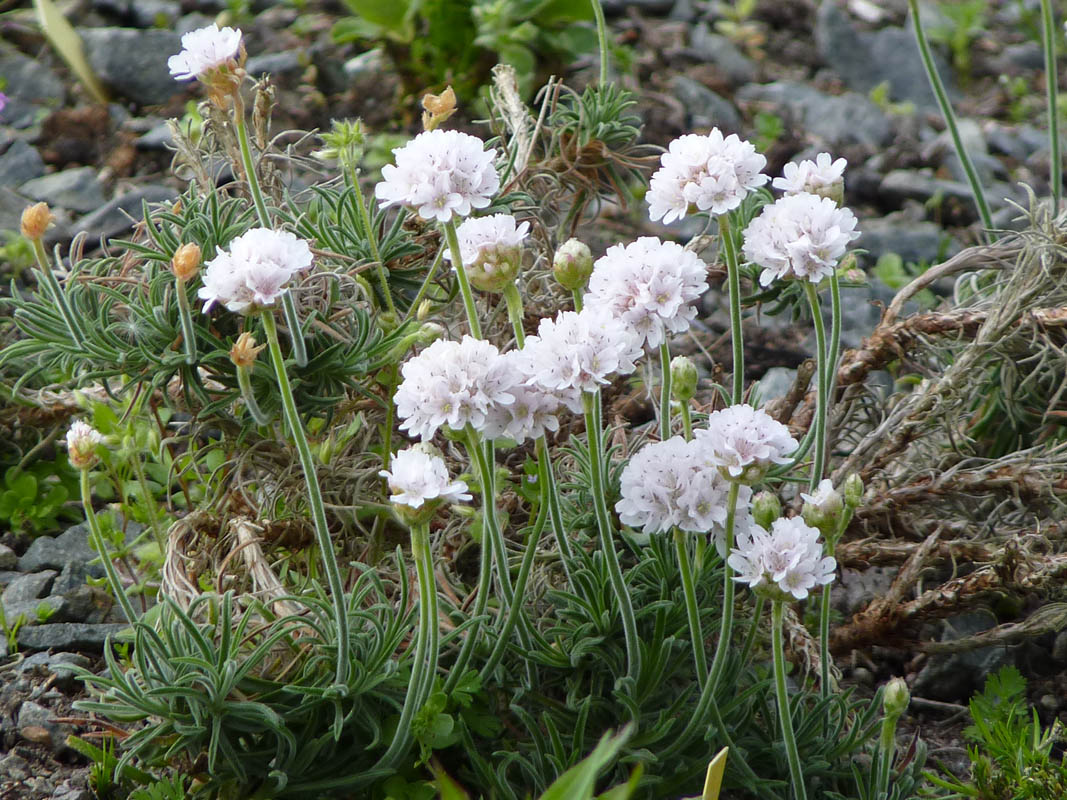 Armeria pubigera 2
